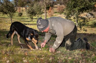 Bella, truffle dog leads the hunt