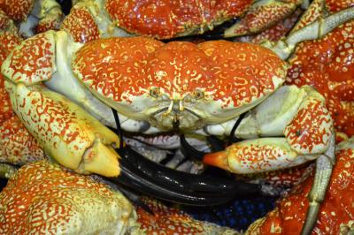 THE GIANT CRAB IS AVAILABLE FROM 2.5 KG TO 9.5 KG MOST MONTHS OF THE YEAR 