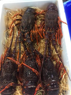 Live Southern Rock Lobsters packed in polystyrene carton with woodwool ready to ship