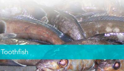 Australian Longline Fishing Pty Ltd