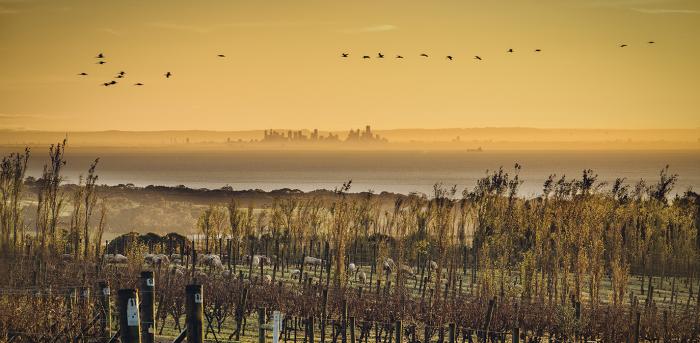 Sun rising over the vineyard and the Estate view across Port Phillip Bay toward Melbourne.