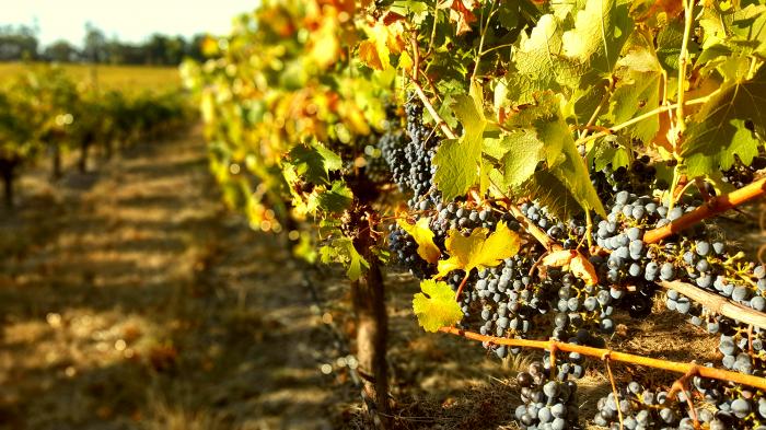 Cool climate, gentle sunshine produces quality grapes for our wine