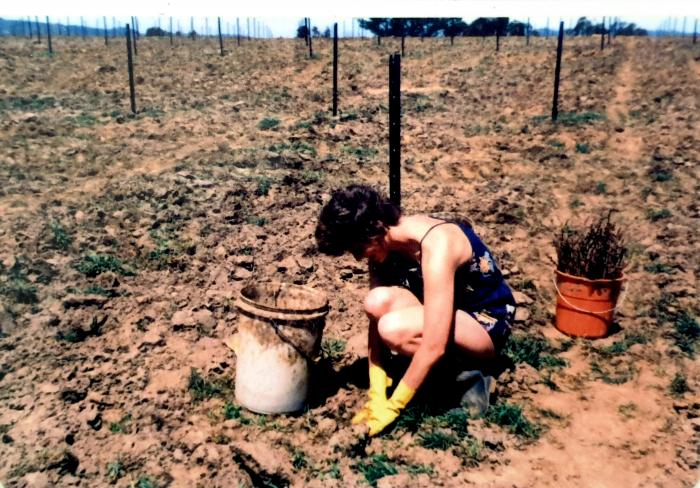Planting the first vines, after buying an old dairy farm following Ash Wednesday bushfires
